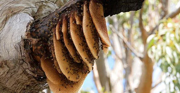 The photo shows an exposed beehive hanging on a tree in Australia.